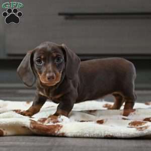 Buttercup, Dachshund Puppy